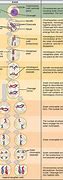 Image result for Difference Between Mitosis and Meiosis 2