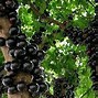 Image result for Brazil Grape Tree