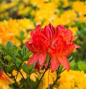 Image result for Azalea mollis roze