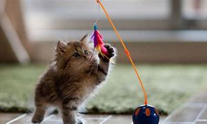 Image result for Most Popular Cat Toys