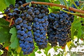 Image result for HillCrest Petite Sirah Gabor