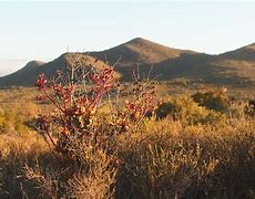 Image result for Rooikat Tree