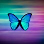 Image result for Colorful Butterflies Images