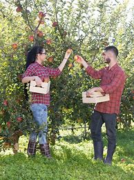Image result for Harvesting Apples