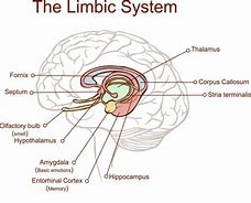 Image result for Parts of the Brain Amygdala