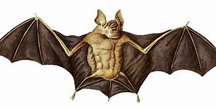 Image result for Realistic Bat in Oil Pastel