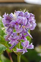 Image result for Bush Clematis New Love