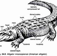 Image result for Alligator vs Crocodile Head