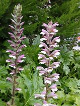 Image result for Acanthus mollis