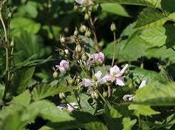 Image result for Rubus Thornfree