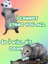 Image result for Free Cat Meme Possum