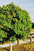 Image result for Geiger Tree Florida