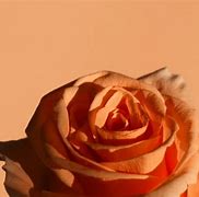 Image result for Pink Rose HD Wallpaper iPhone