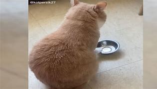 Image result for Fat Cat Food Bowl Meme