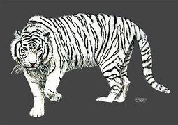 Image result for White Tiger Drawings