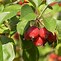 Image result for Small Red Apple Plant
