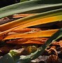 Image result for Apple Tree Curled Leaves