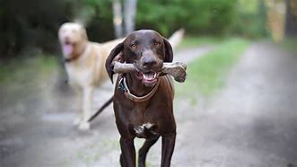 Image result for Deer Bones for Dog