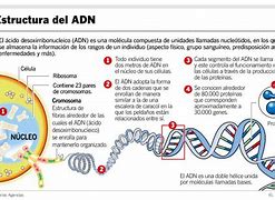 Image result for Datos Curiosos Del ADN