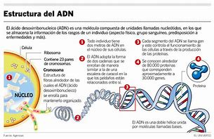 Image result for Que ES El ADN