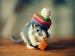 Image result for Funny Wallpapers White Mouse