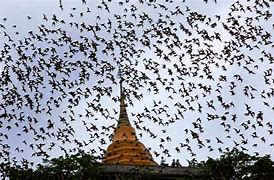 Image result for Bangkok Bats