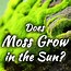 Image result for Pincushion Moss in Full Sun