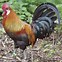 Image result for Icelandic Rooster