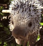 Image result for Porcupine Animal