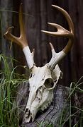 Image result for Real Deer Skulls