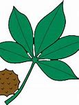 Image result for Ohio State Buckeyes Plant PNG