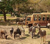 Image result for Safari Zoo