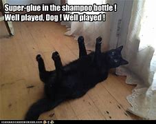 Image result for Well Played Cat Meme
