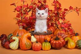 Image result for Thanksgiving Kitty