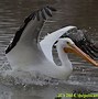 Image result for Pelican Wings