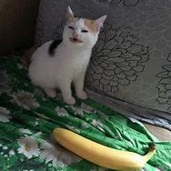 Image result for Banana Time Cat