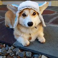 Image result for Corgis in Hats