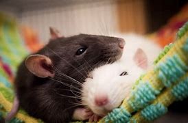 Image result for New York Rats Friend Cute