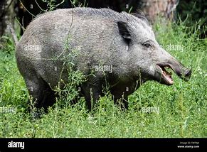 Image result for Sus Scrofa Tusks