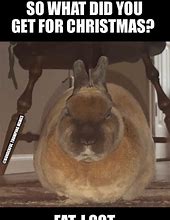 Image result for Fat Bunny Meme