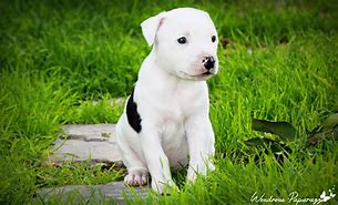 Image result for Pitbull Dog Cool