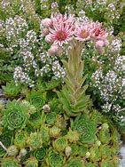 Image result for Sempervivum Zundflamme