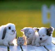 Image result for Cute Animal Wallpaper for iPhone