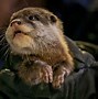 Image result for Otter Shows Baby