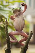 Image result for Frogs Being Funny