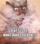 Image result for Shiocked Cat Meme