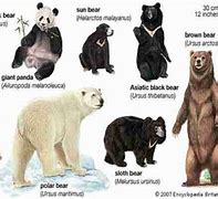 Image result for Giant Panda vs Grizzly Bear