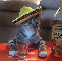 Image result for Cat with Sombrero Meme