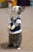 Image result for Cute Funny Bunny