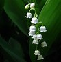 Image result for HD White Floral Background